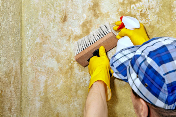 Mold Remediation for Vacation Homes in Narberth, PA