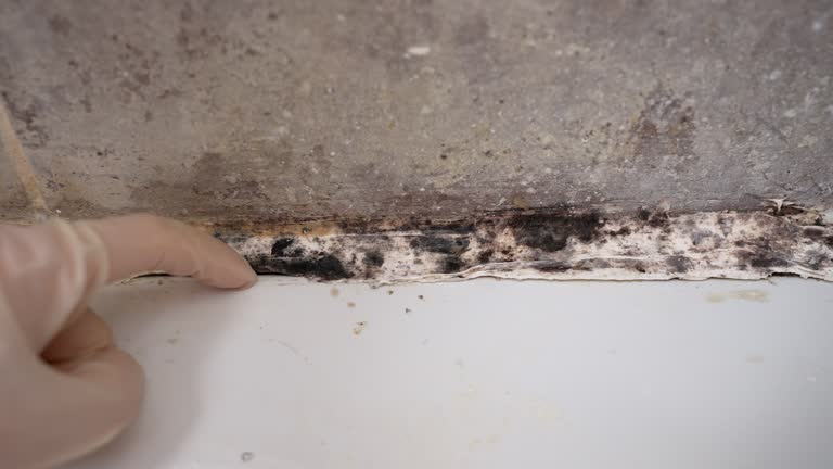 Best Mold Odor Removal Services  in Narberth, PA