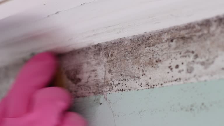Best Air Quality Testing for Mold Spores  in Narberth, PA